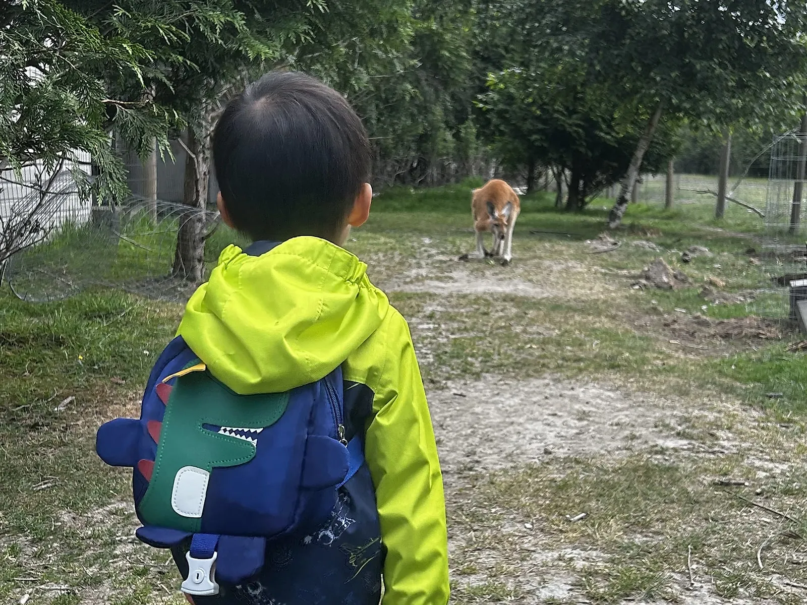 Our son, seen from behind in a yellow rain jacket, looking at a kangaroo down a farm path